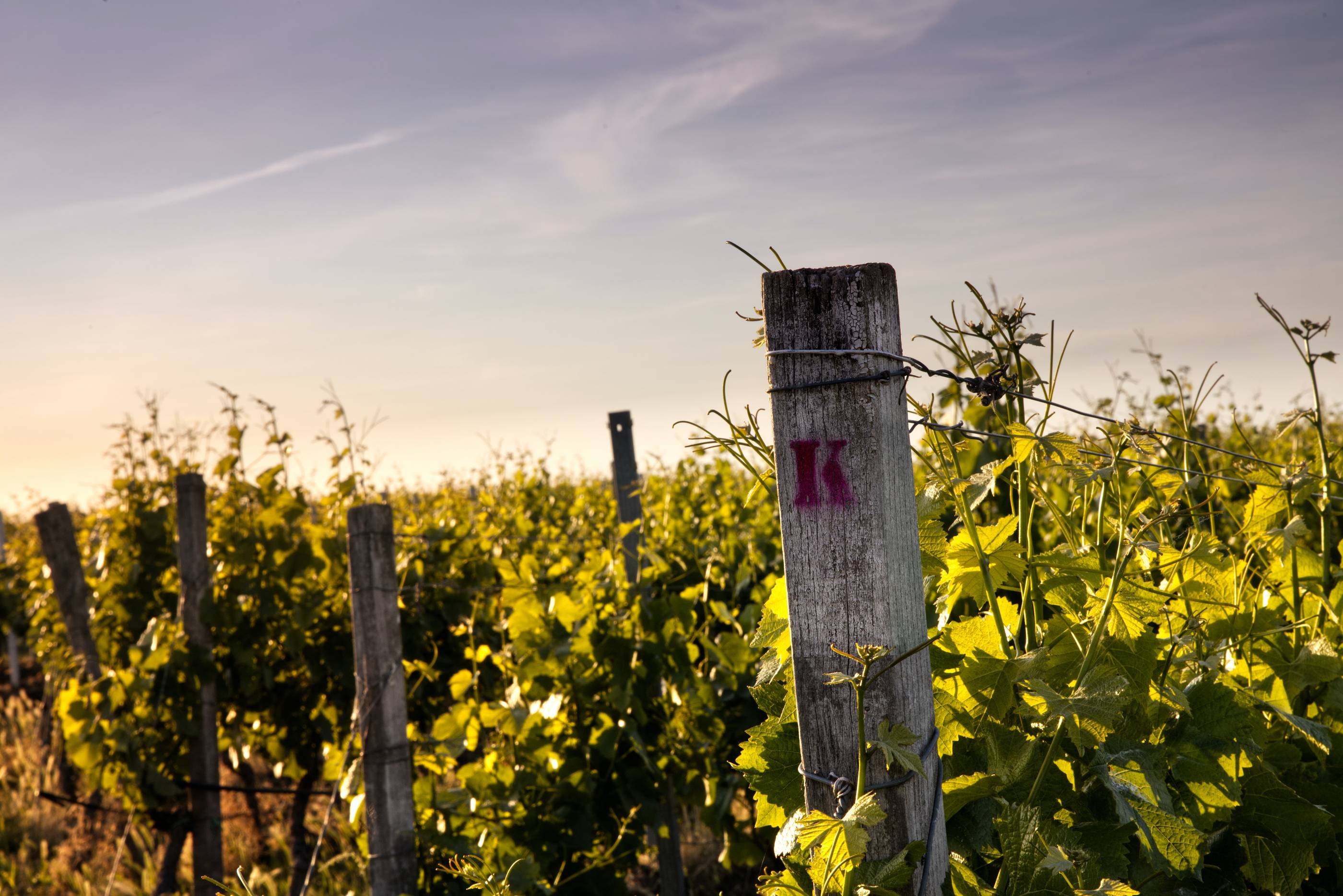 Znojemská vinařská podoblast