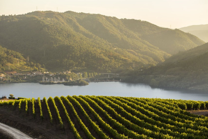 Bodegas O´Ventosela